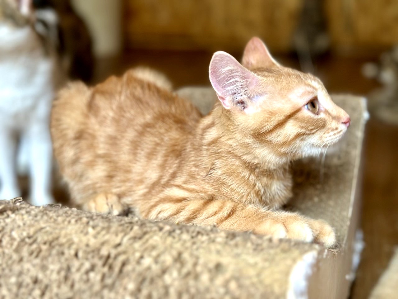 Кошеня Кірпічік)