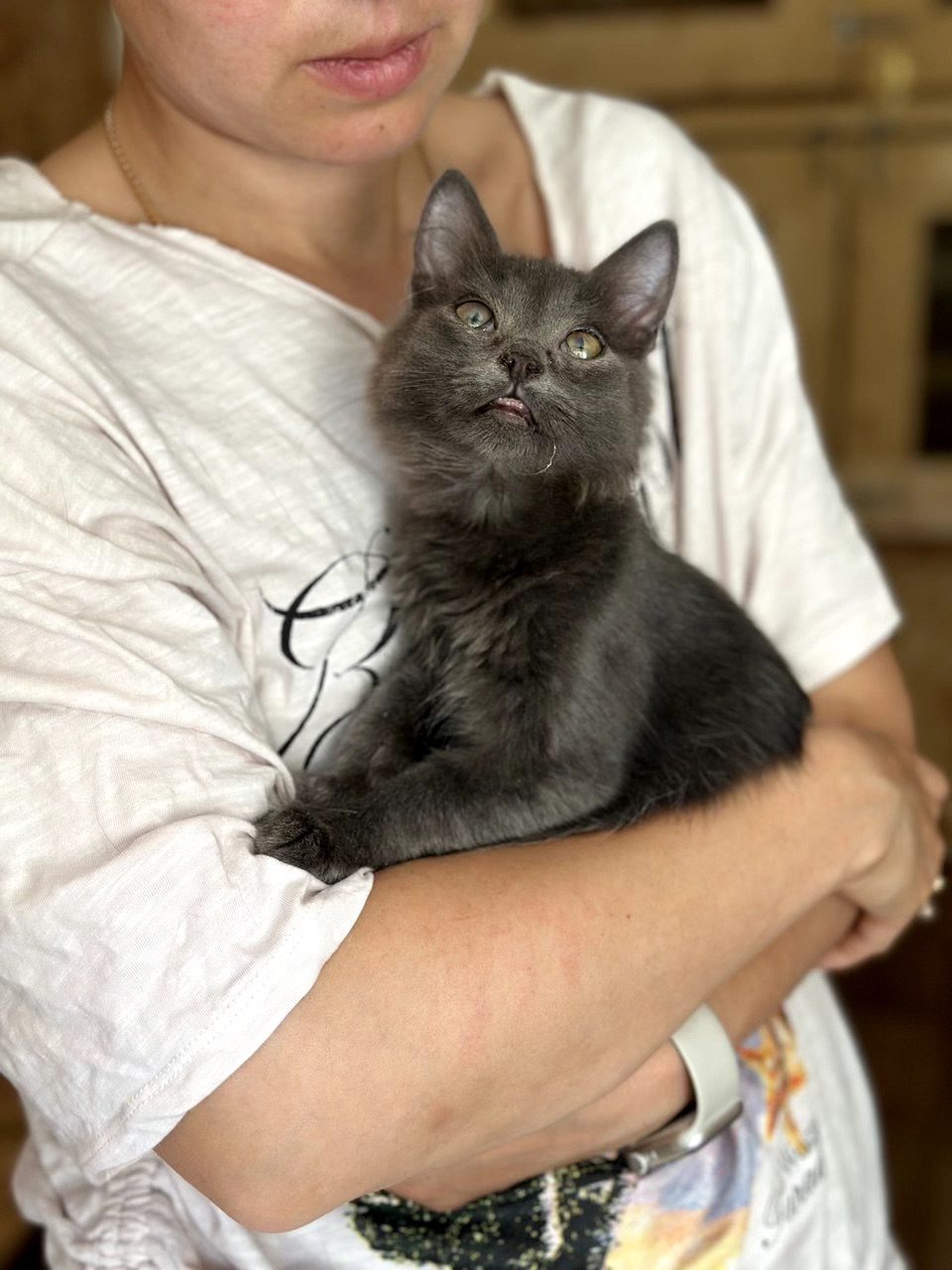 Кошеня Дюк