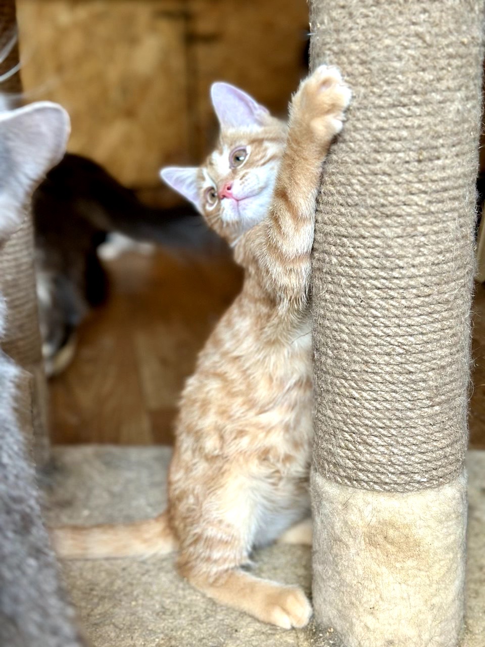Кошеня Кірпічік)
