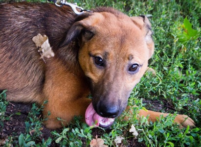 Цуценя Лея в добрі руки!