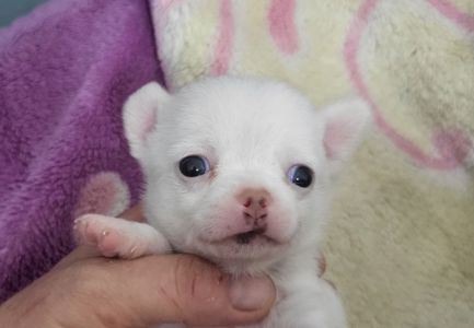Миник чихуахуа мальчик