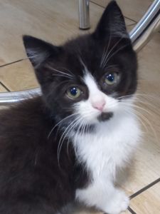 Котята