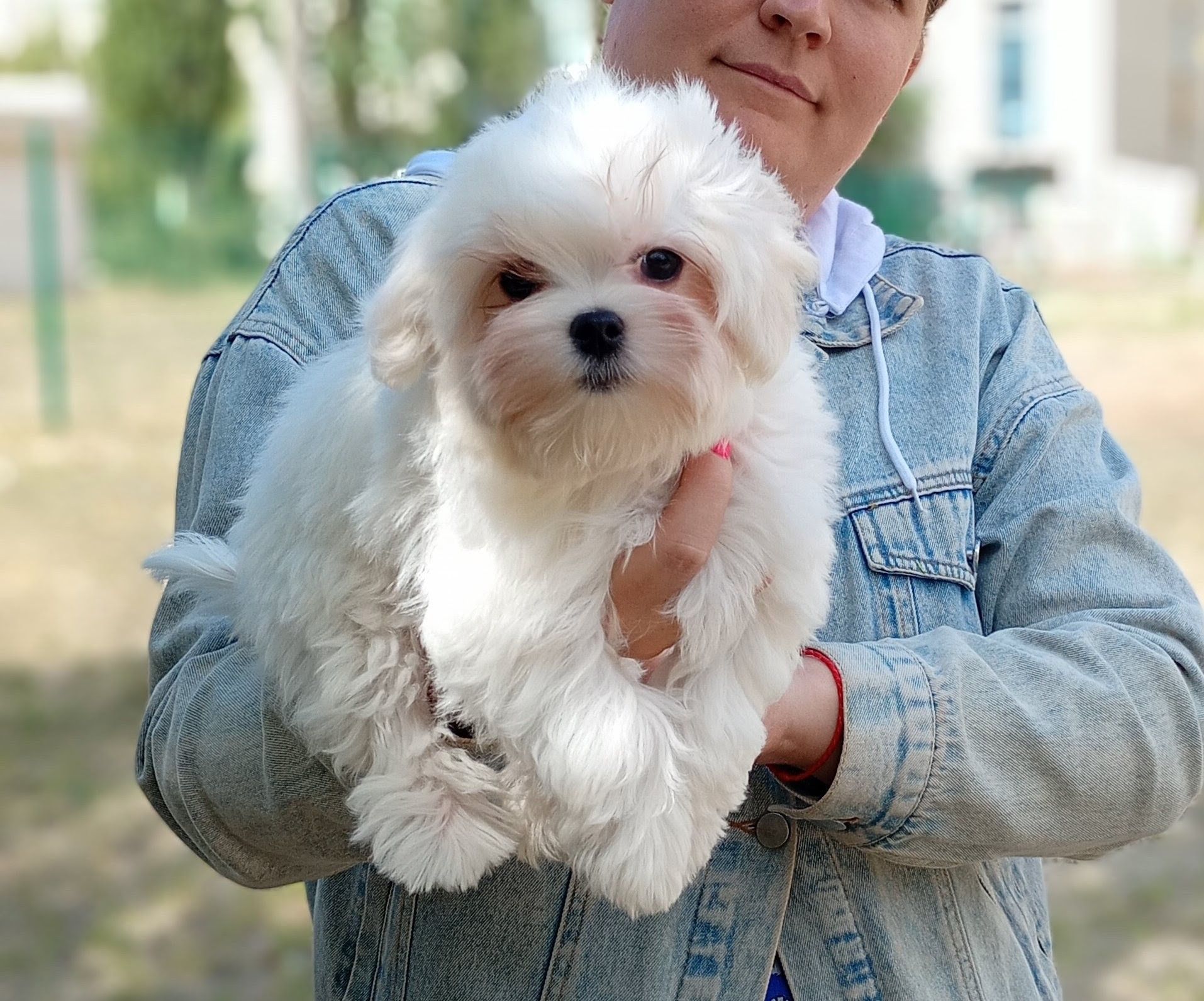 Мальтезе цуценята міні хлопчик в Києві