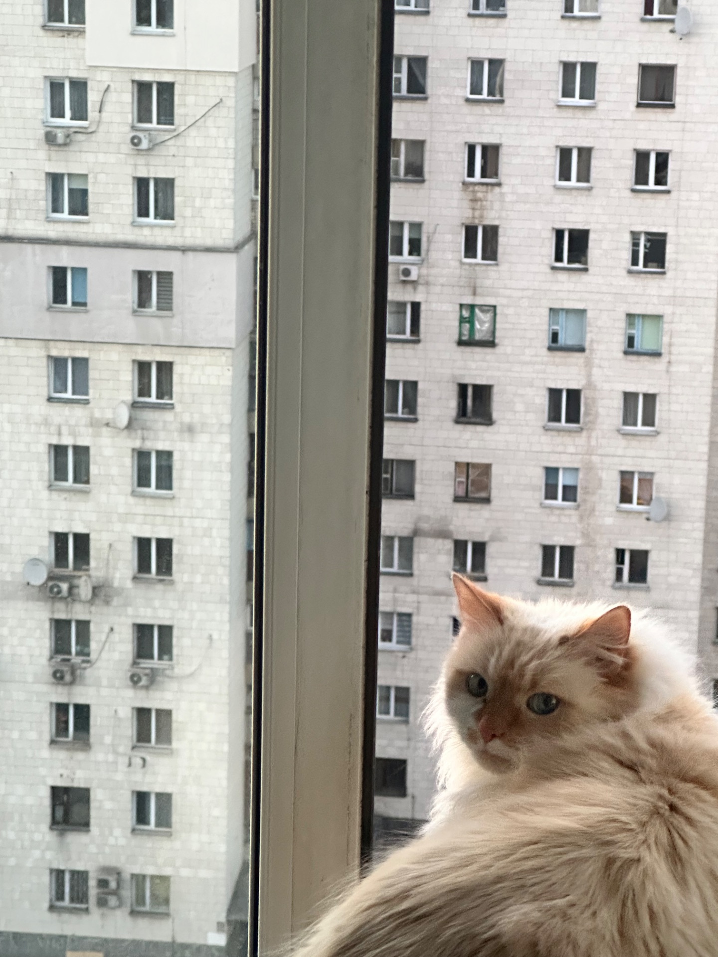 Кот Лунт