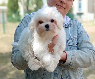 Мальтезе цуценята міні хлопчик бебі фейс