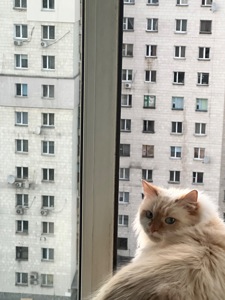 Кот Лунт