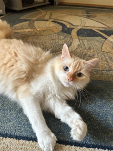 Кот Лунт