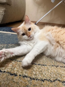 Кот Лунт