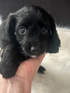 Эксклюзивный метис таксы и мальтипу- Doxiepoo