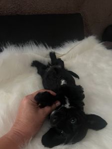 Эксклюзивный метис таксы и мальтипу- Doxiepoo