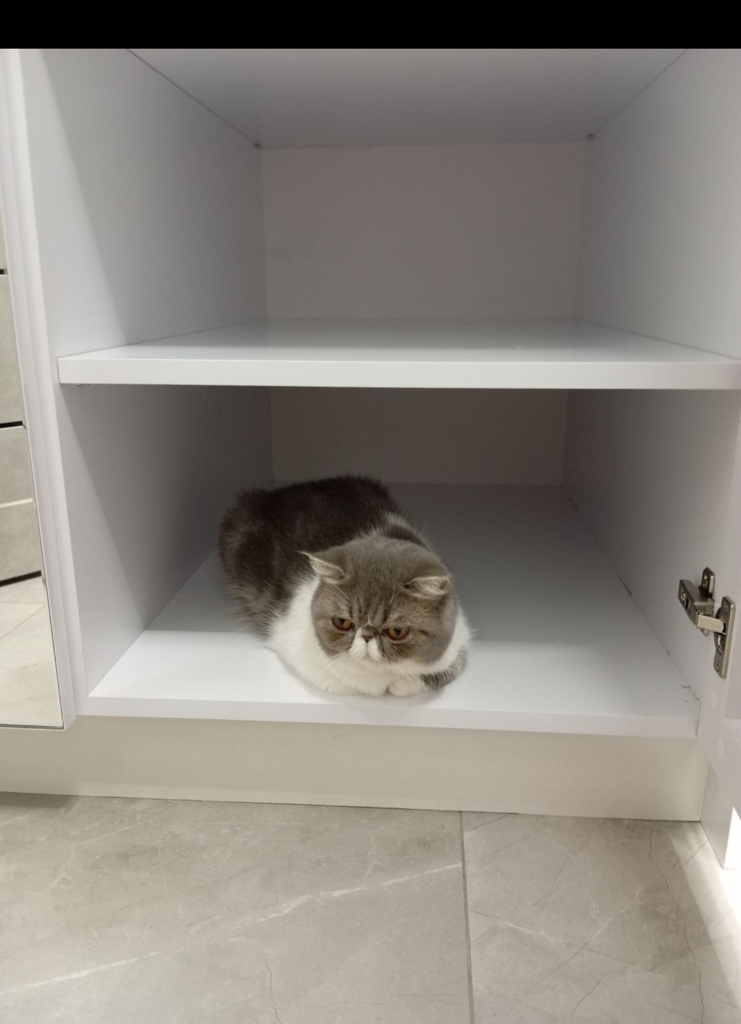 Віддам котика в добрі руки. Дівчинка Луна