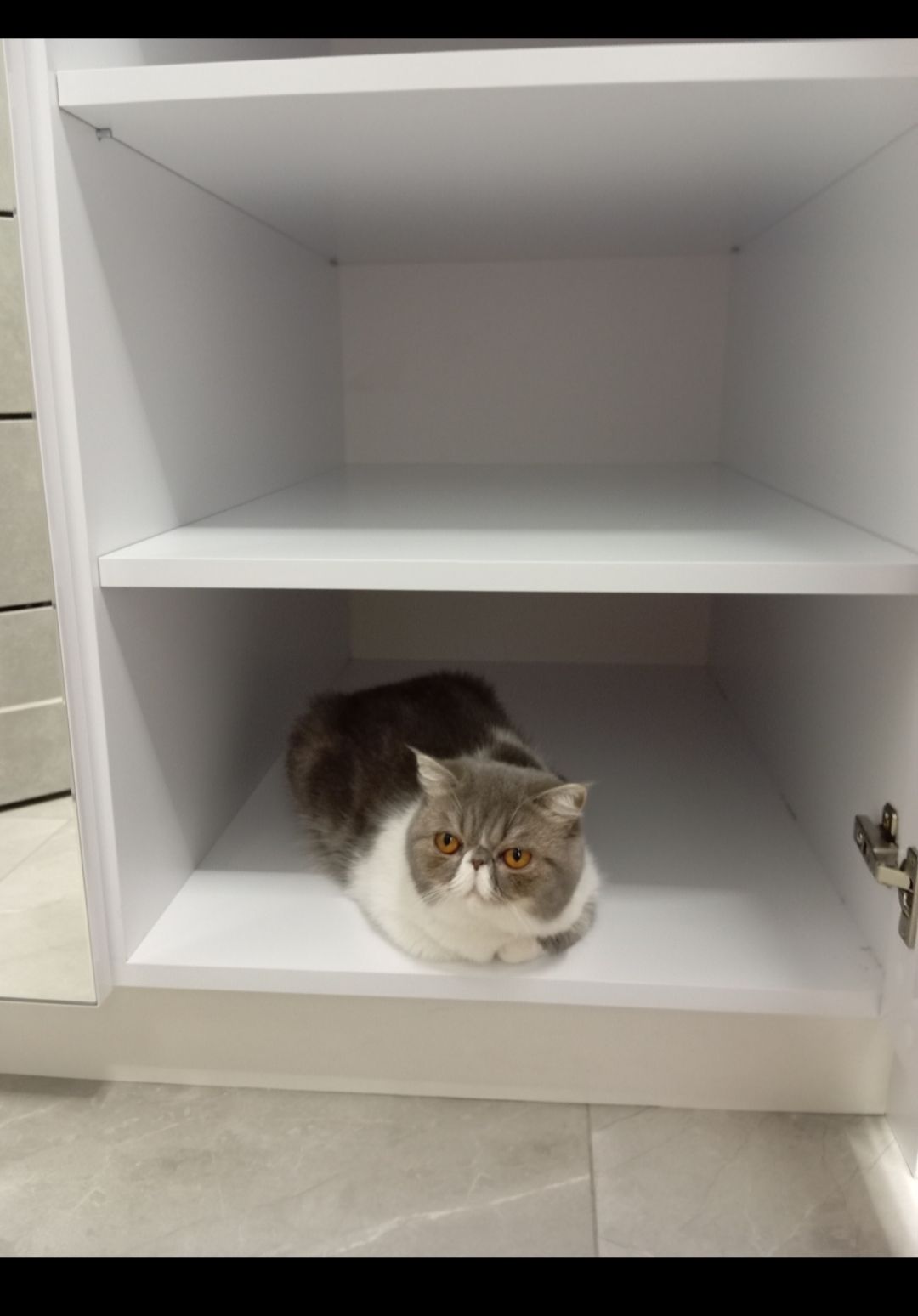 Віддам котика в добрі руки. Дівчинка Луна