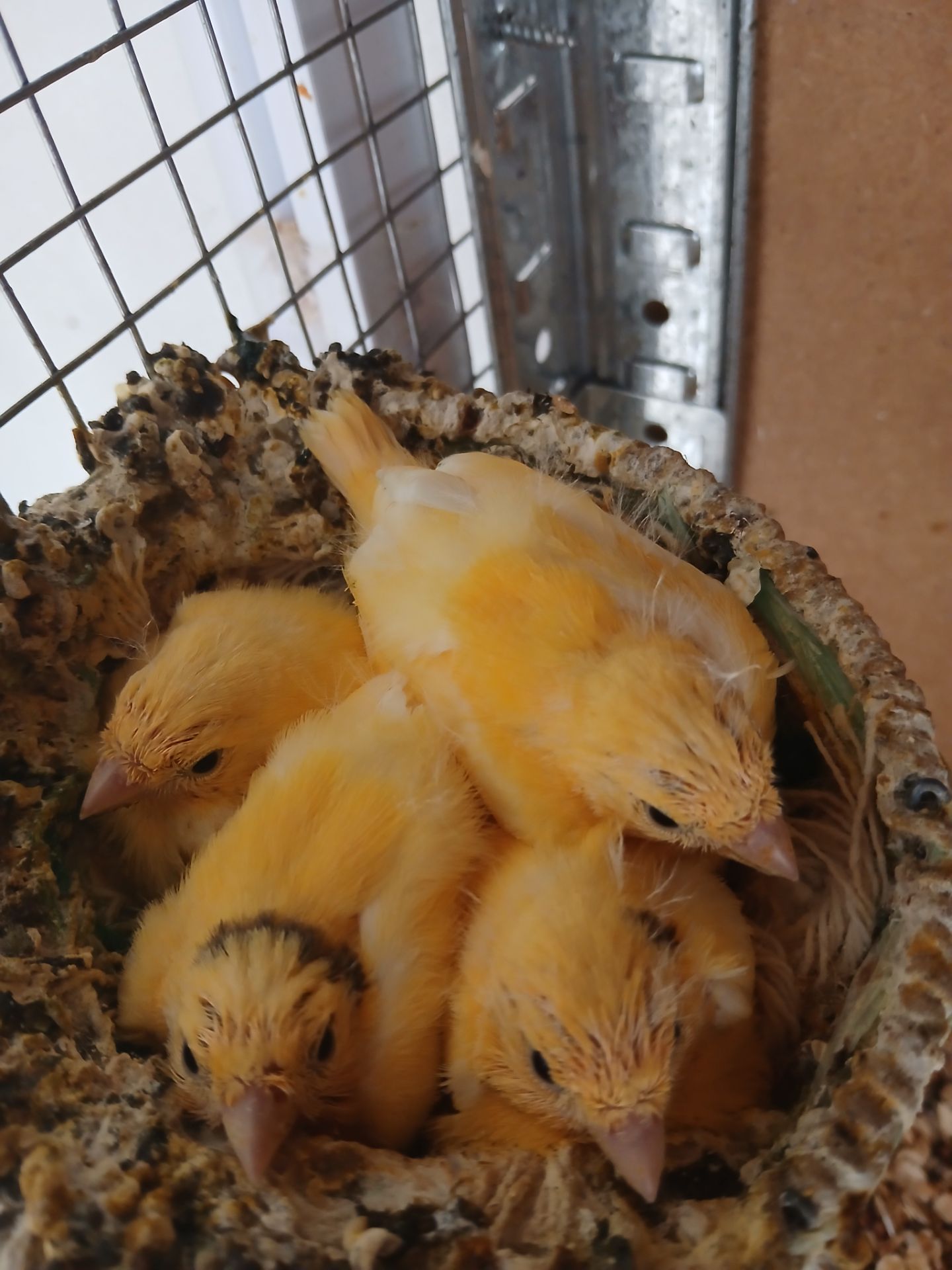 Канарейки
