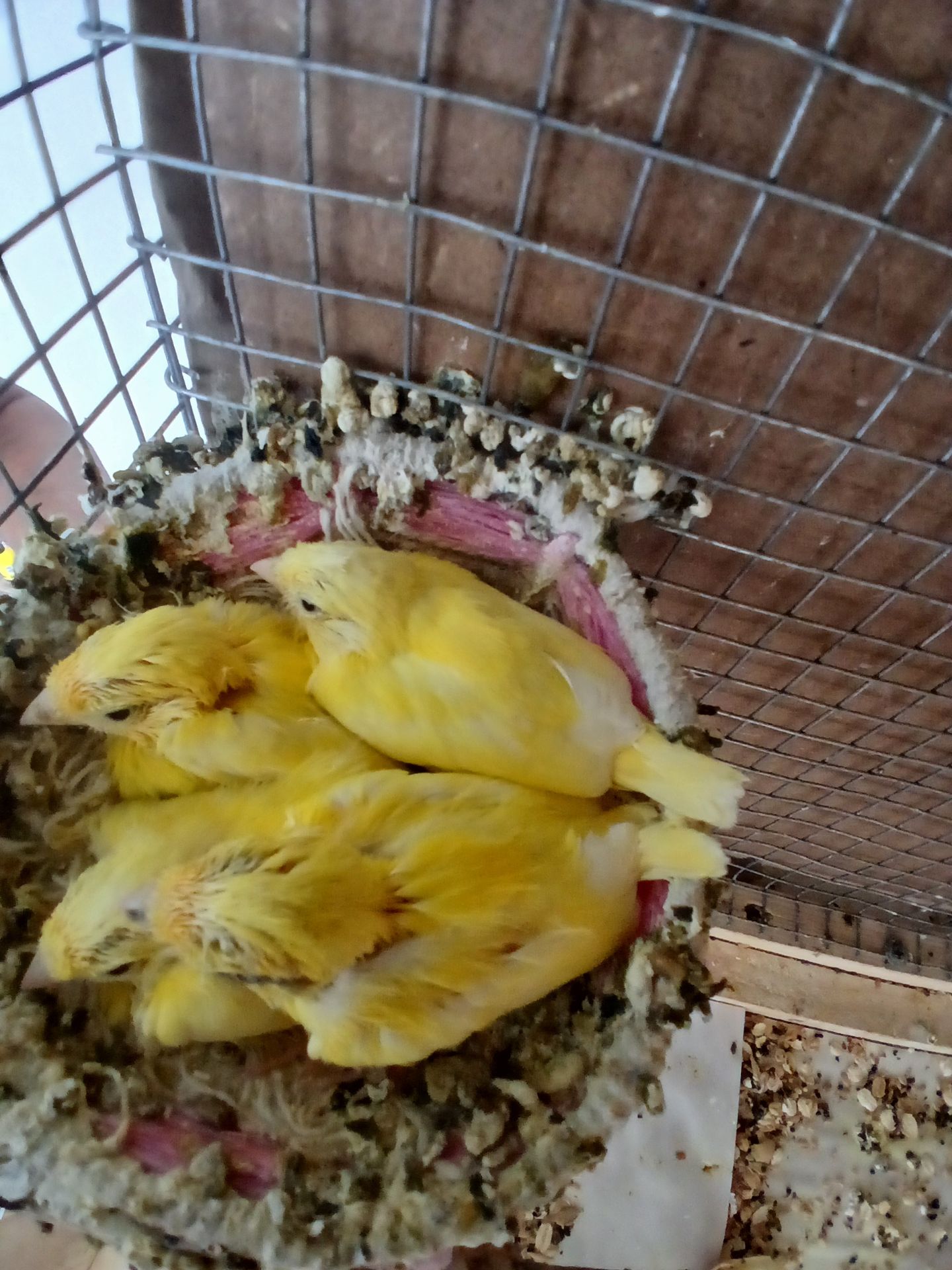 Канарейки