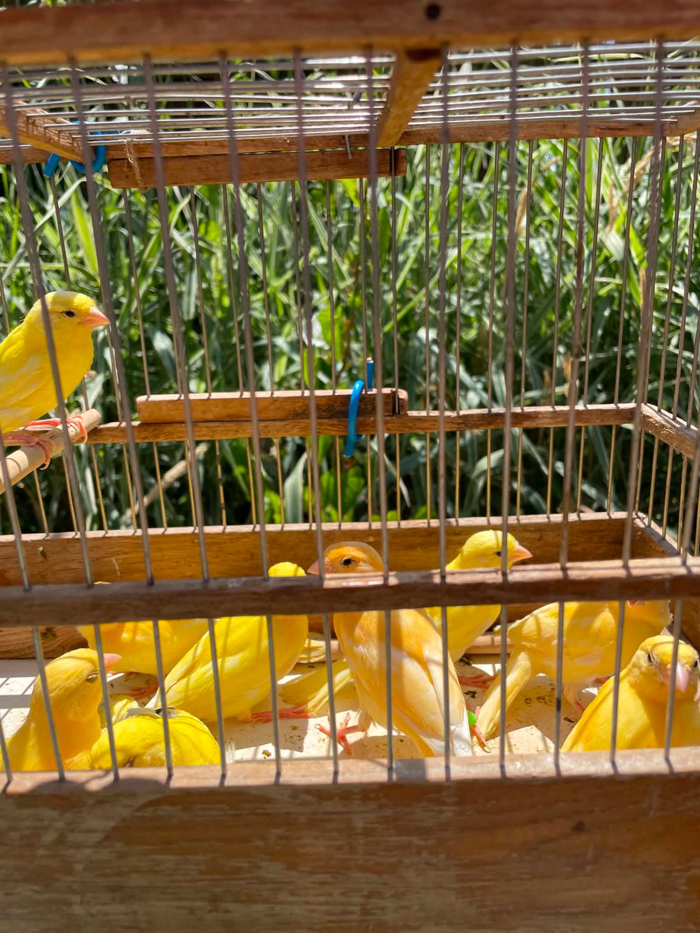 Канарейки