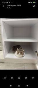 Віддам котика в добрі руки. Дівчинка Луна