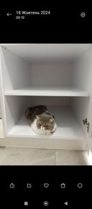Віддам котика в добрі руки. Дівчинка Луна
