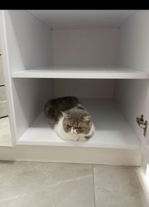 Віддам котика в добрі руки. Дівчинка Луна