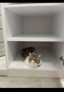 Віддам котика в добрі руки. Дівчинка Луна