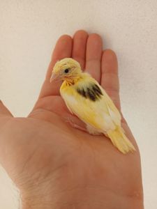 Канарейки