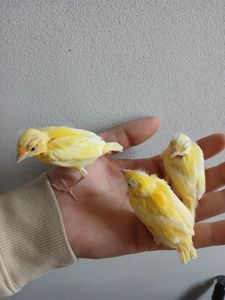 Канарейки