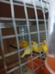 Канарейки