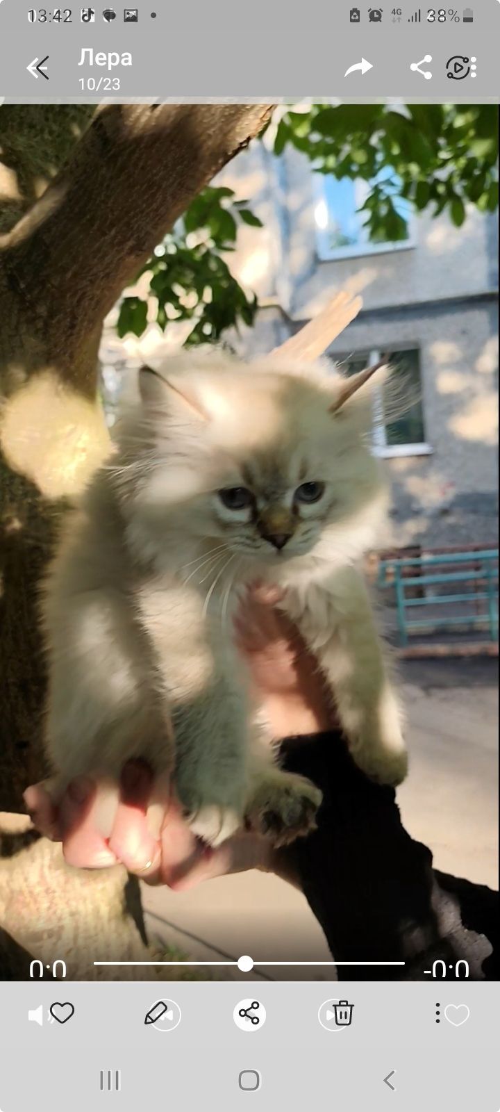 Котенок ( девочка, папа : британец длинношерстный, мама: короткошерстная европейка)