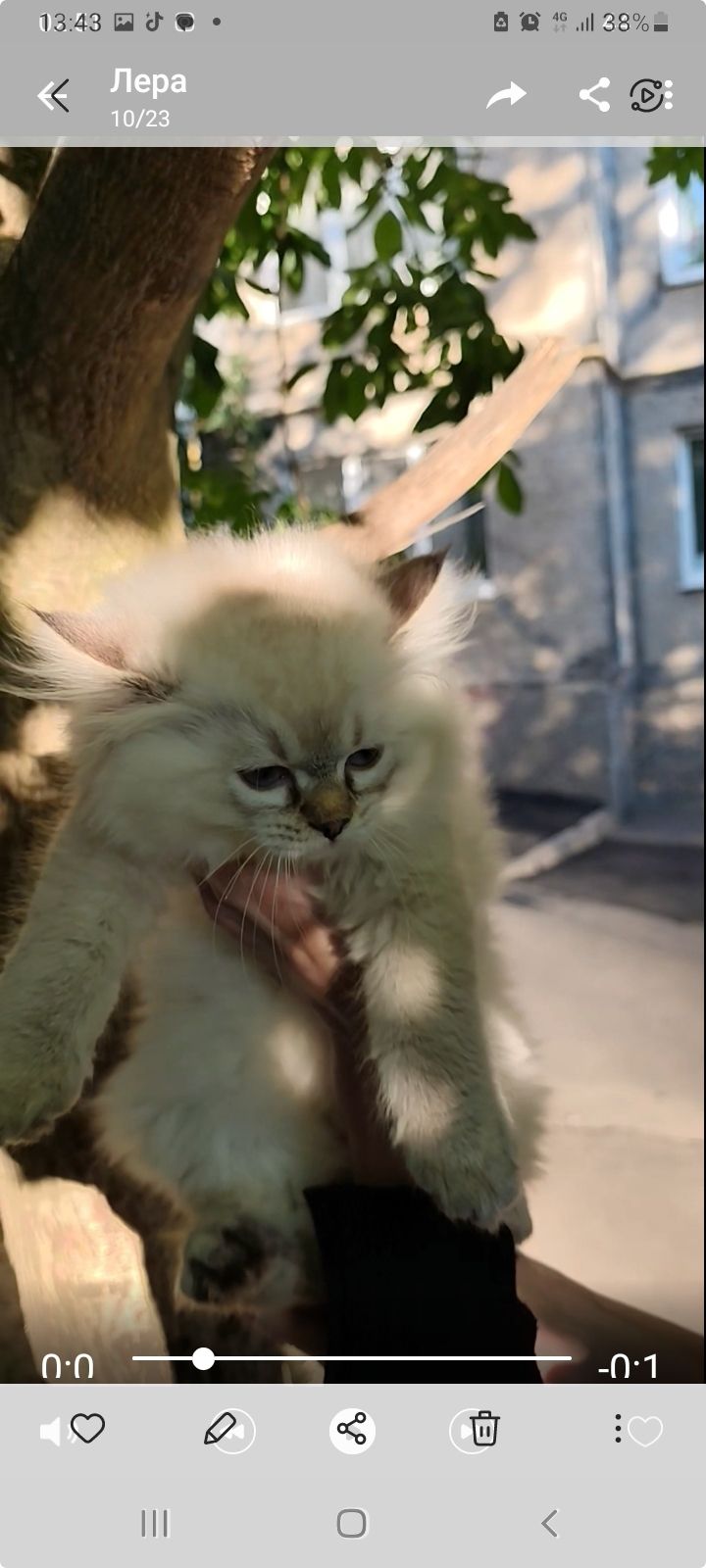 Котенок ( девочка, папа : британец длинношерстный, мама: короткошерстная европейка)