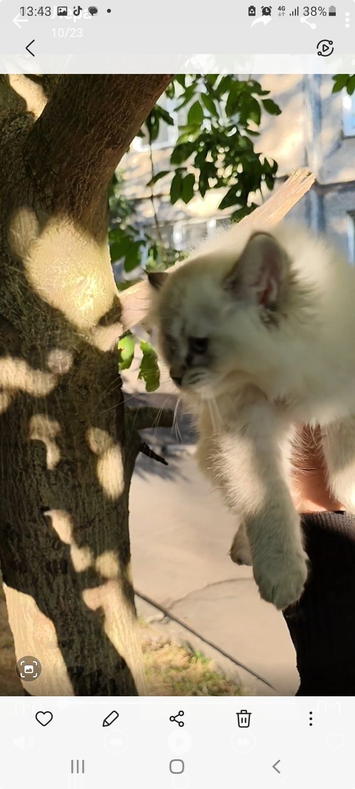 Котенок ( девочка, папа : британец длинношерстный, мама: короткошерстная европейка)