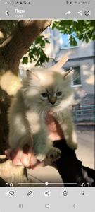 Котенок ( девочка, папа : британец длинношерстный, мама: короткошерстная европейка)