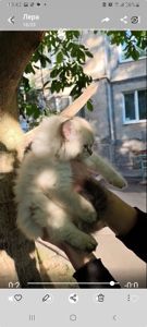 Котенок ( девочка, папа : британец длинношерстный, мама: короткошерстная европейка)
