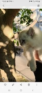 Котенок ( девочка, папа : британец длинношерстный, мама: короткошерстная европейка)
