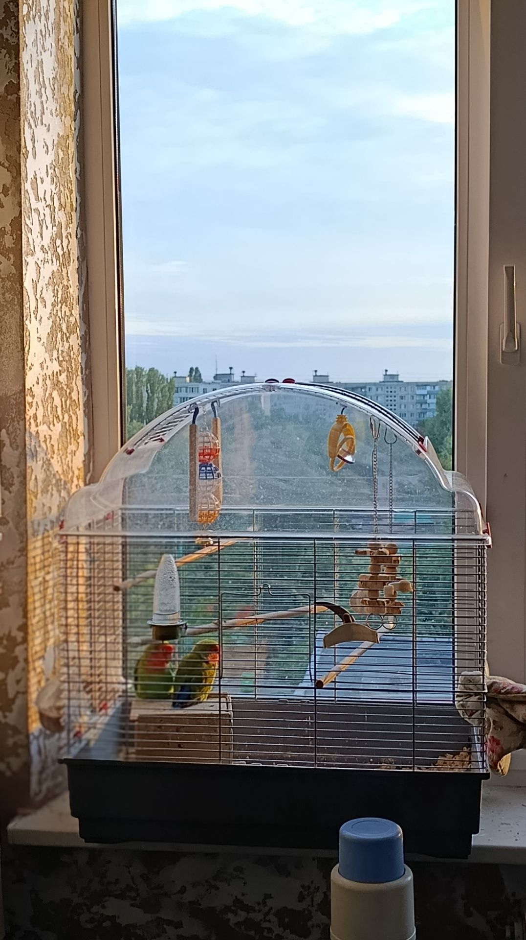 Попугаї нерозлучники