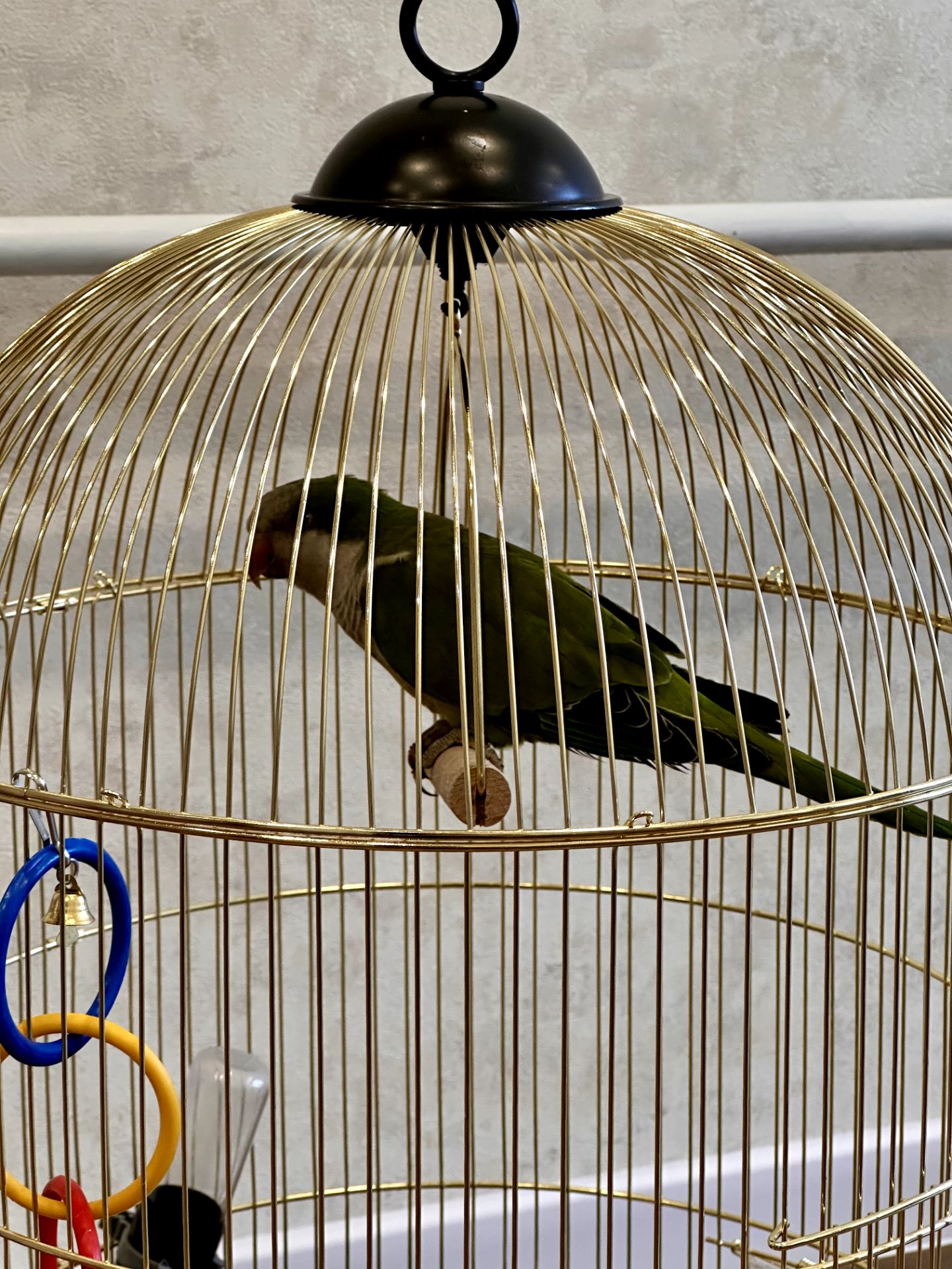 🦜 Віддам у добрі та відповідальні руки молодого папугу-монаха (квакера) разом із кліткою