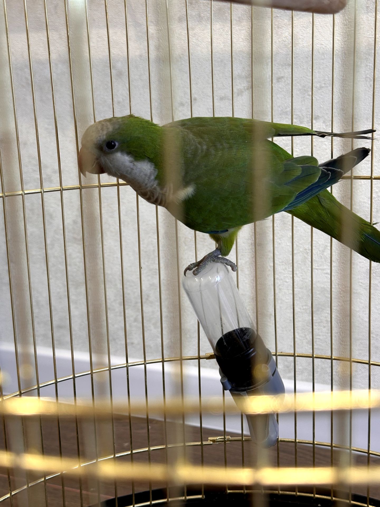 🦜 Віддам у добрі та відповідальні руки молодого папугу-монаха (квакера) разом із кліткою