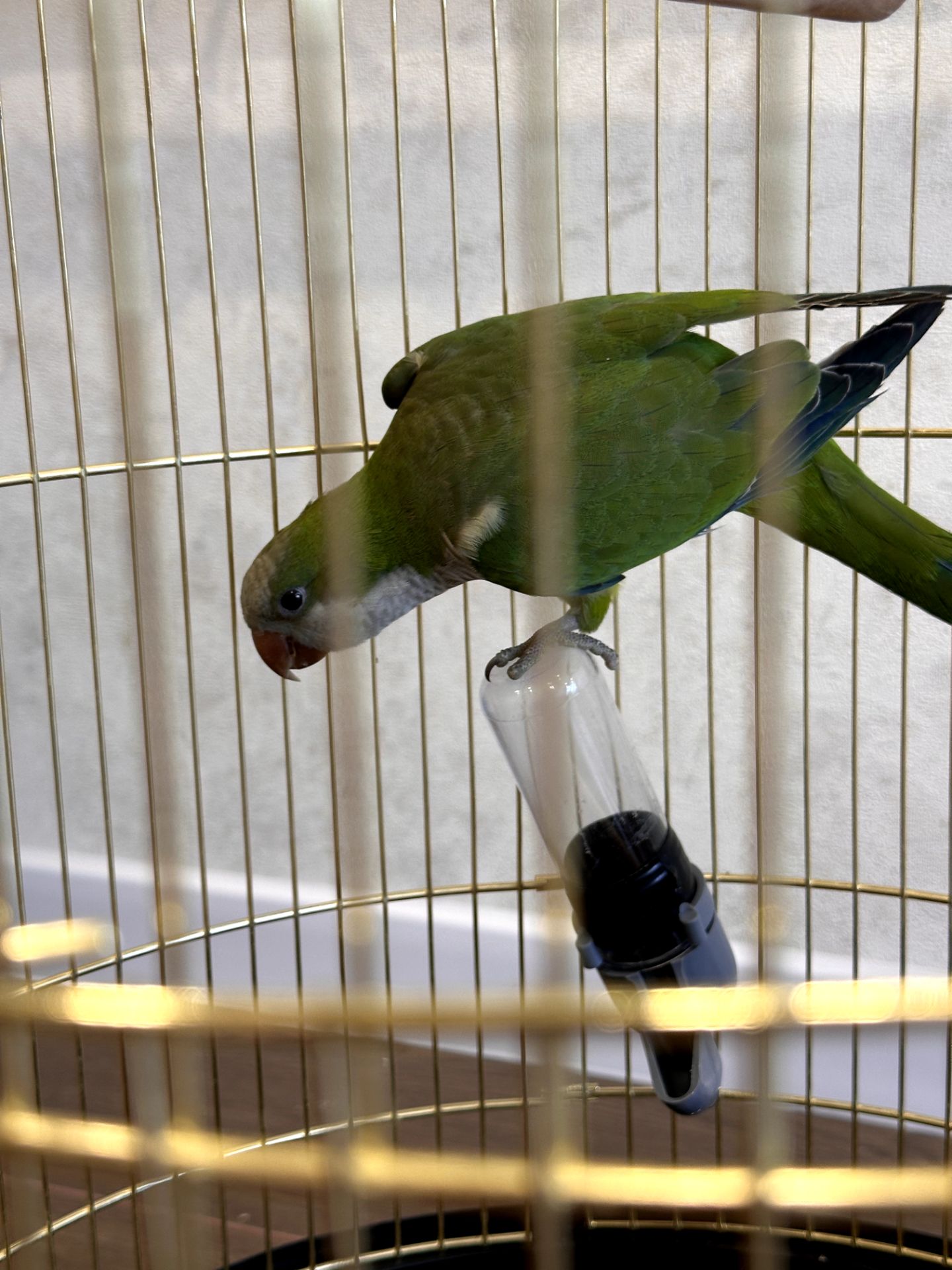🦜 Віддам у добрі та відповідальні руки молодого папугу-монаха (квакера) разом із кліткою