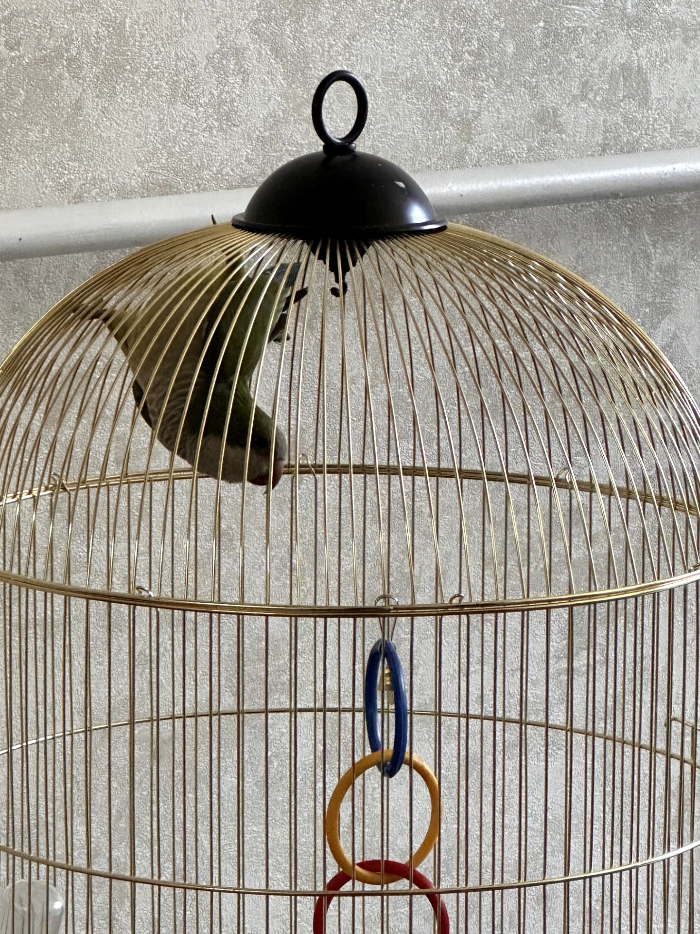 🦜 Віддам у добрі та відповідальні руки молодого папугу-монаха (квакера) разом із кліткою