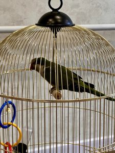 🦜 Віддам у добрі та відповідальні руки молодого папугу-монаха (квакера) разом із кліткою