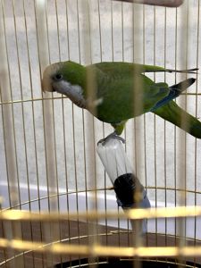 🦜 Віддам у добрі та відповідальні руки молодого папугу-монаха (квакера) разом із кліткою