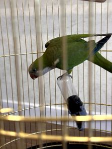 🦜 Віддам у добрі та відповідальні руки молодого папугу-монаха (квакера) разом із кліткою