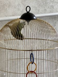 🦜 Віддам у добрі та відповідальні руки молодого папугу-монаха (квакера) разом із кліткою