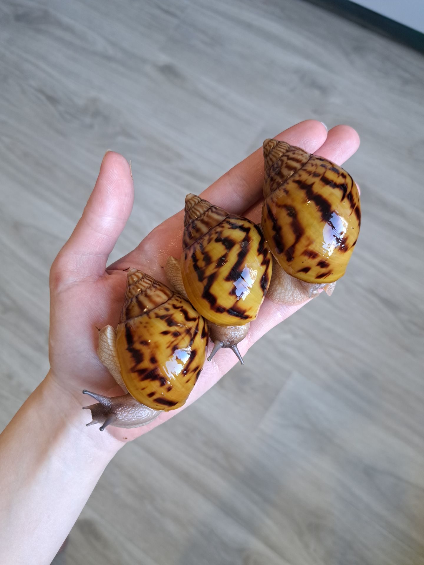 Ахатина ахатина тигр