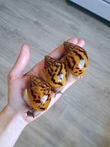 Ахатина ахатина тигр