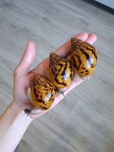 Ахатина ахатина тигр