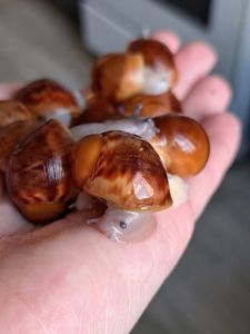 Малыши архахатины овум разных цветов