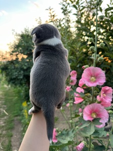 Дівчинка чіхуахуа блакитна