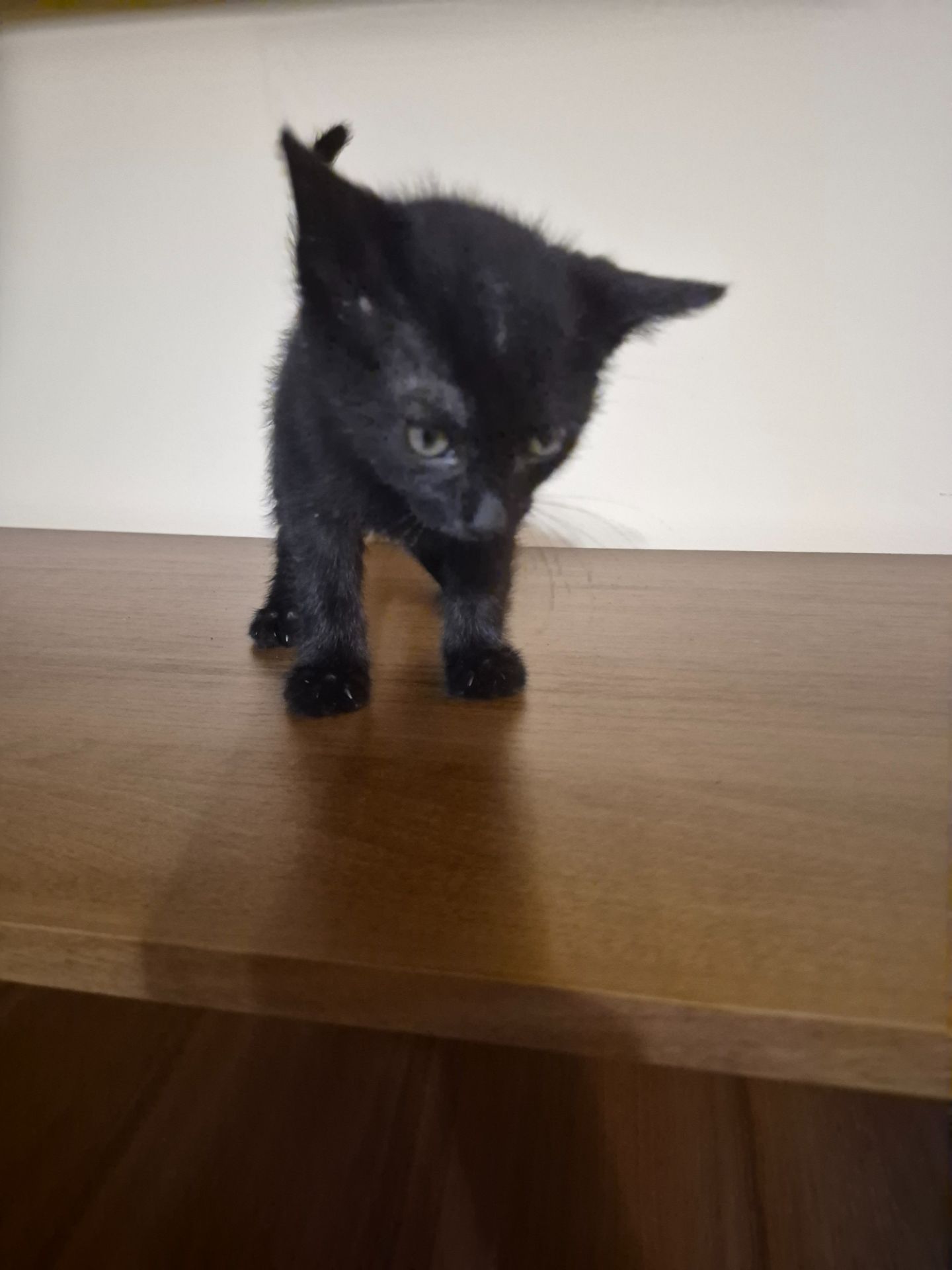 Маленьке кошенятко