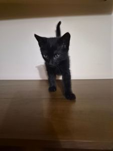 Маленьке кошенятко