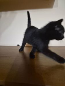 Маленьке кошенятко