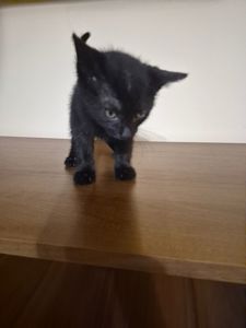 Маленьке кошенятко